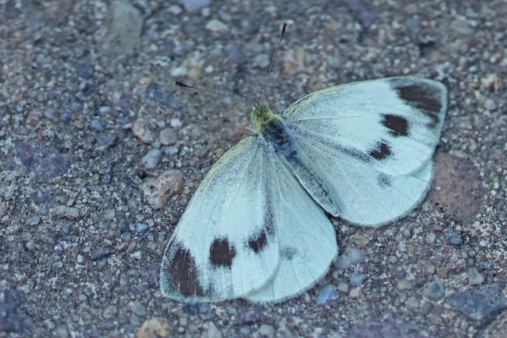 Karst-Weißling (Pieris mannii), Weibchen