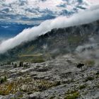 Karstlandschaft im Nebel