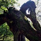 Karstwanderweg 101 Baum mit Lebenswillen