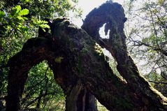 Karstwanderweg 101 Baum mit Lebenswillen