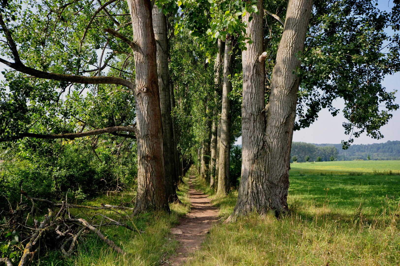 Karstwanderweg 99 Allee bei Uftrungen