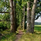 Karstwanderweg 99 Allee bei Uftrungen