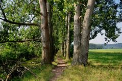 Karstwanderweg 99 Allee bei Uftrungen