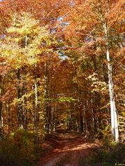 Karstwanderweg vo Nordhausen nach Hörningen am Harz