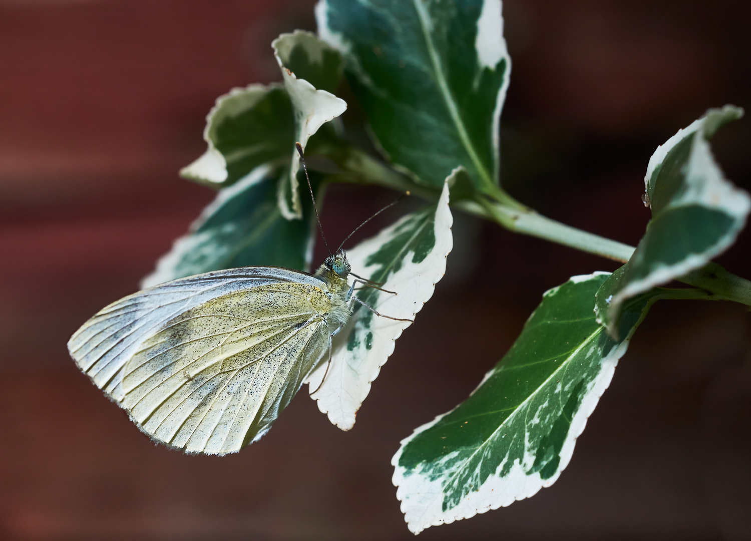 Karstweißling Foto & Bild natur, insekten, tiere Bilder auf