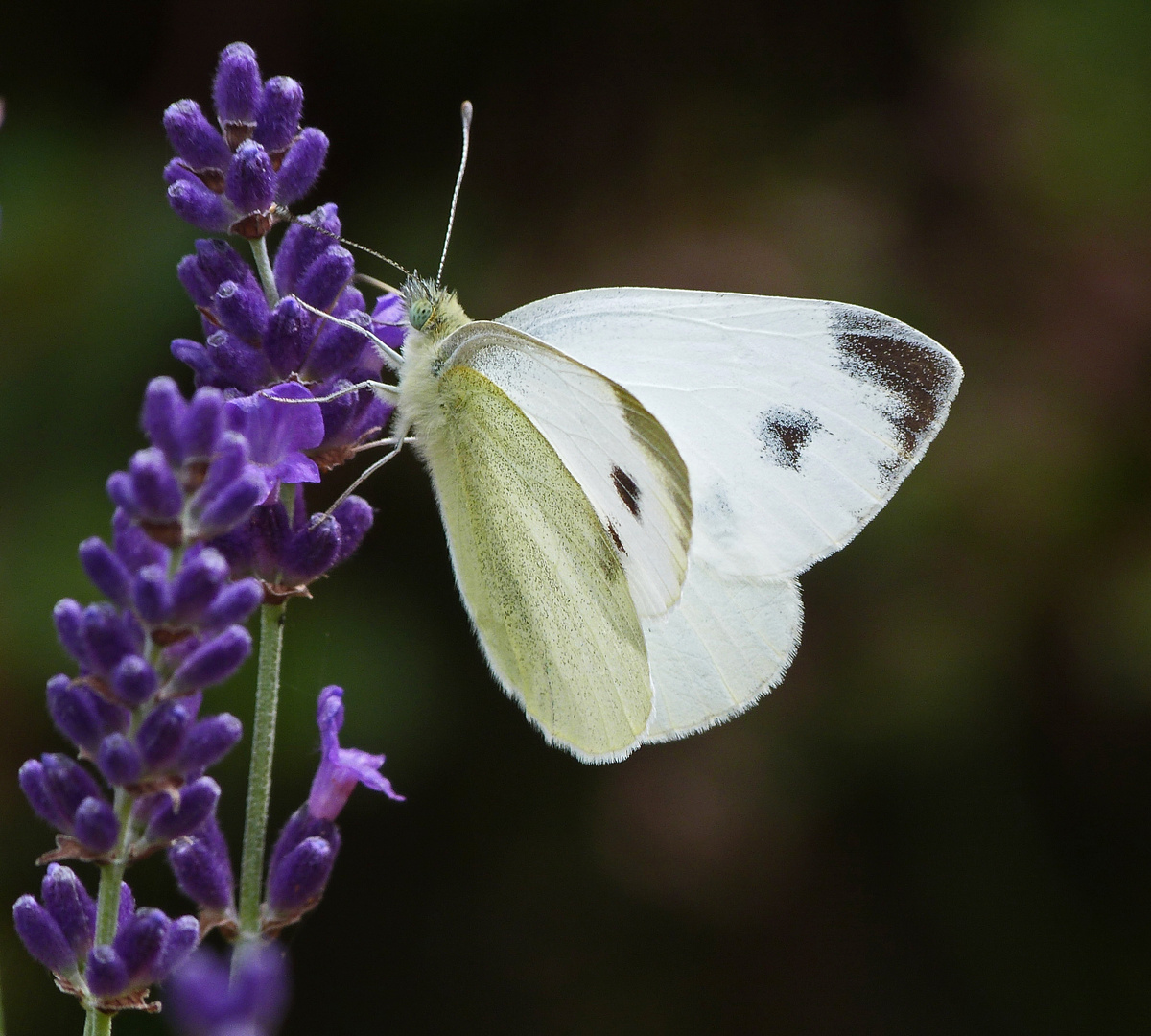 Karstweißling am Lavendel