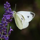 Karstweißling am Lavendel