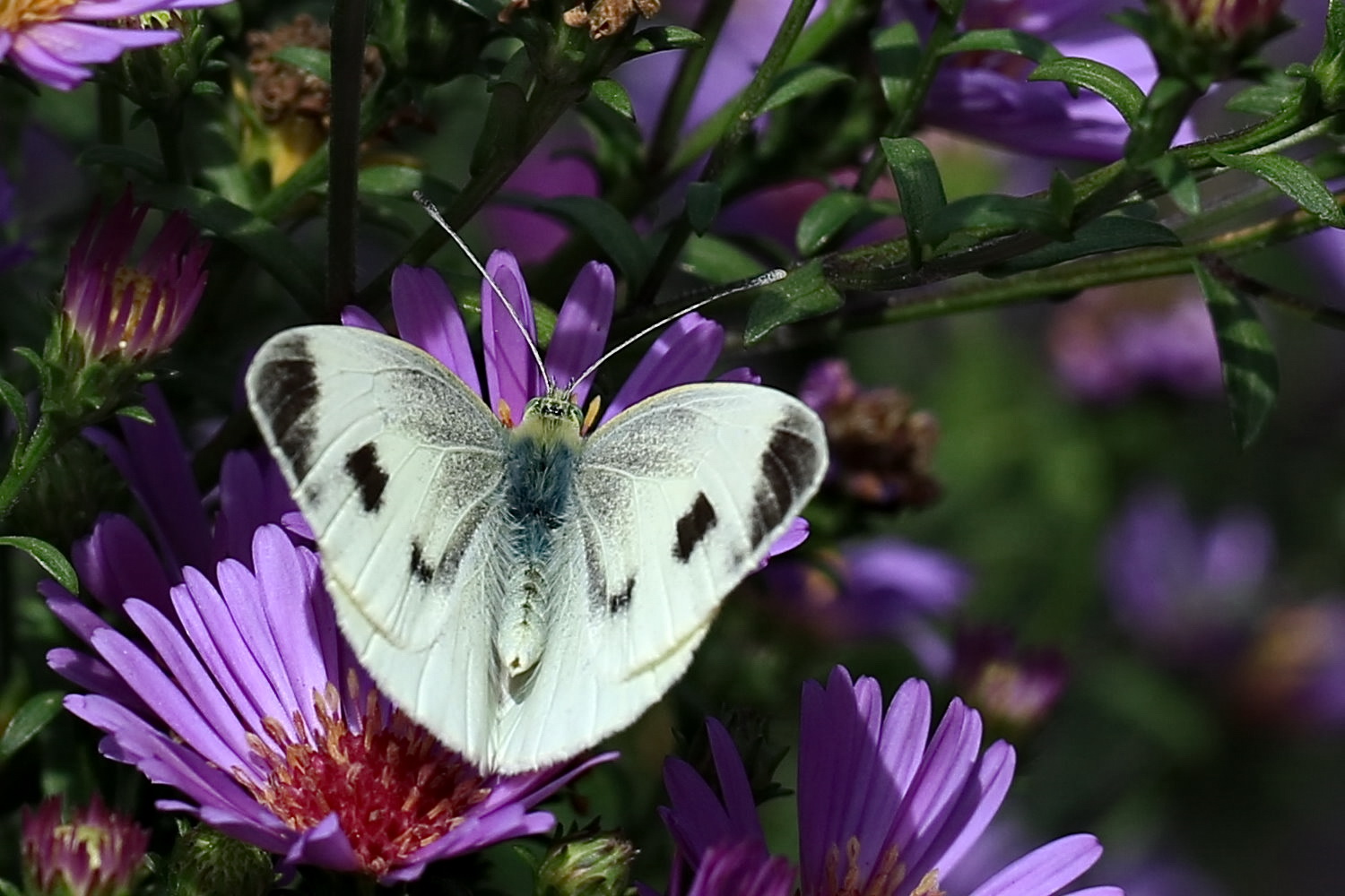 Karstweißling [Pieris mannii]