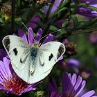 Karstweißling [Pieris mannii]