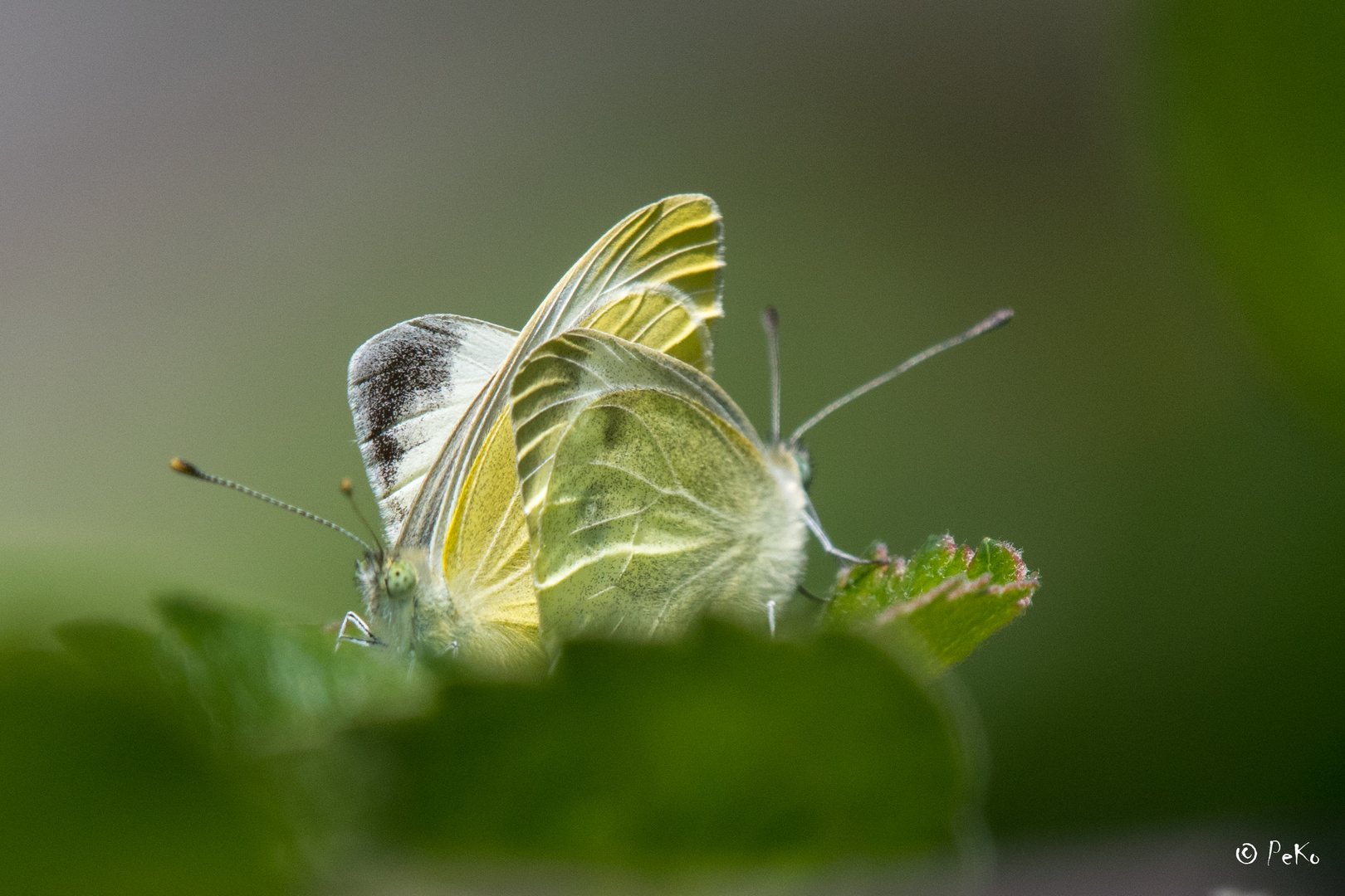 Karstweissling (Pieris mannii)