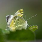 Karstweissling (Pieris mannii)