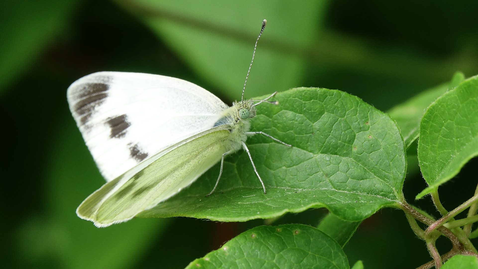 Karstweißling (Pieris mannii)