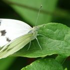 Karstweißling (Pieris mannii)