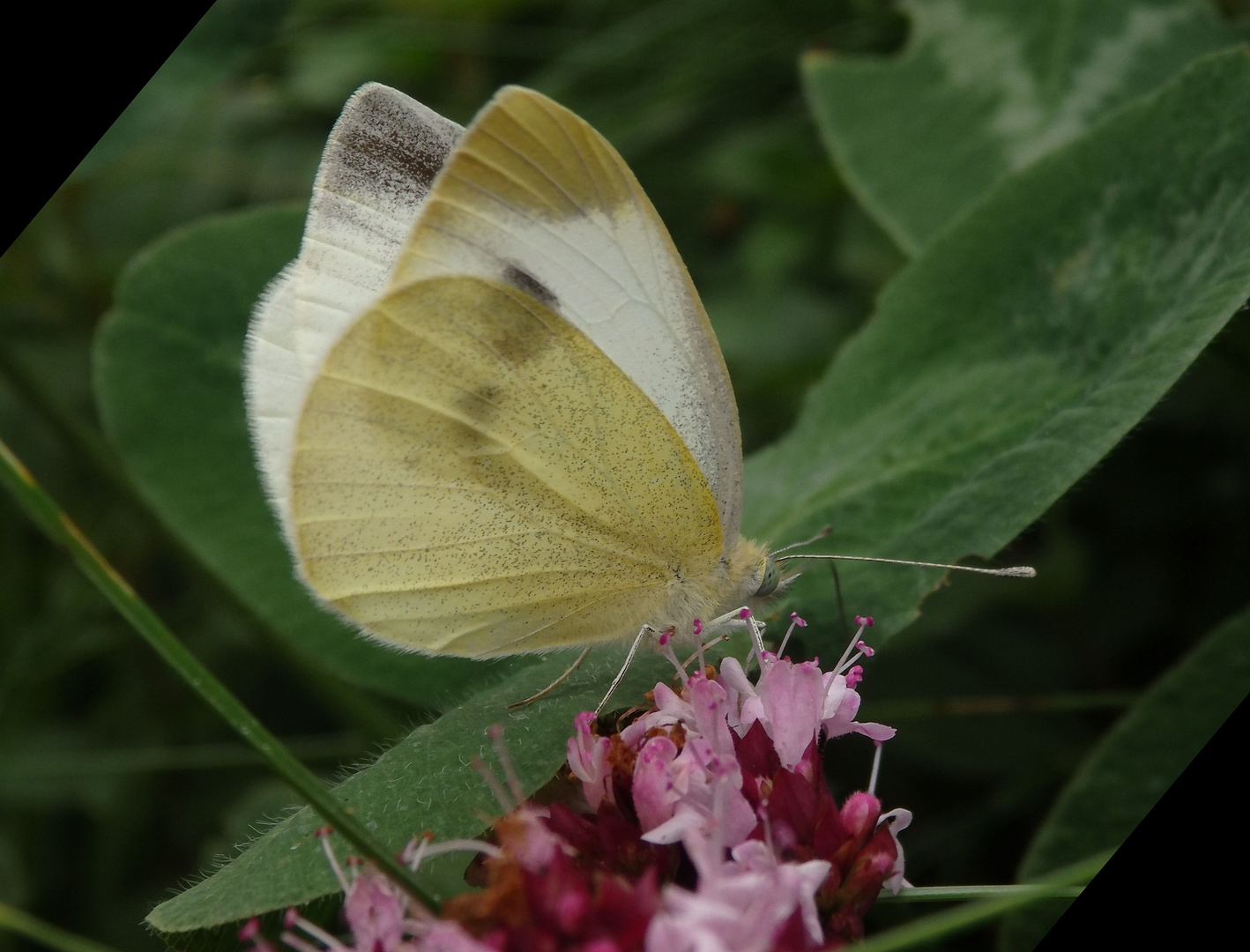 Karstweißling ( Pieris mannii) auf Oregano