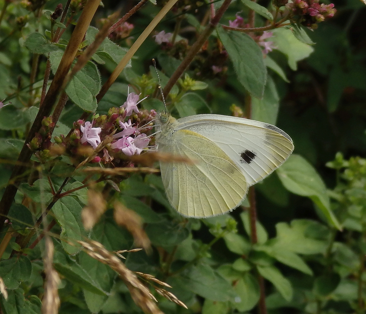 Karstweißling (Pieris mannii) auf Oregano