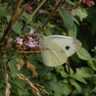 Karstweißling (Pieris mannii) auf Oregano