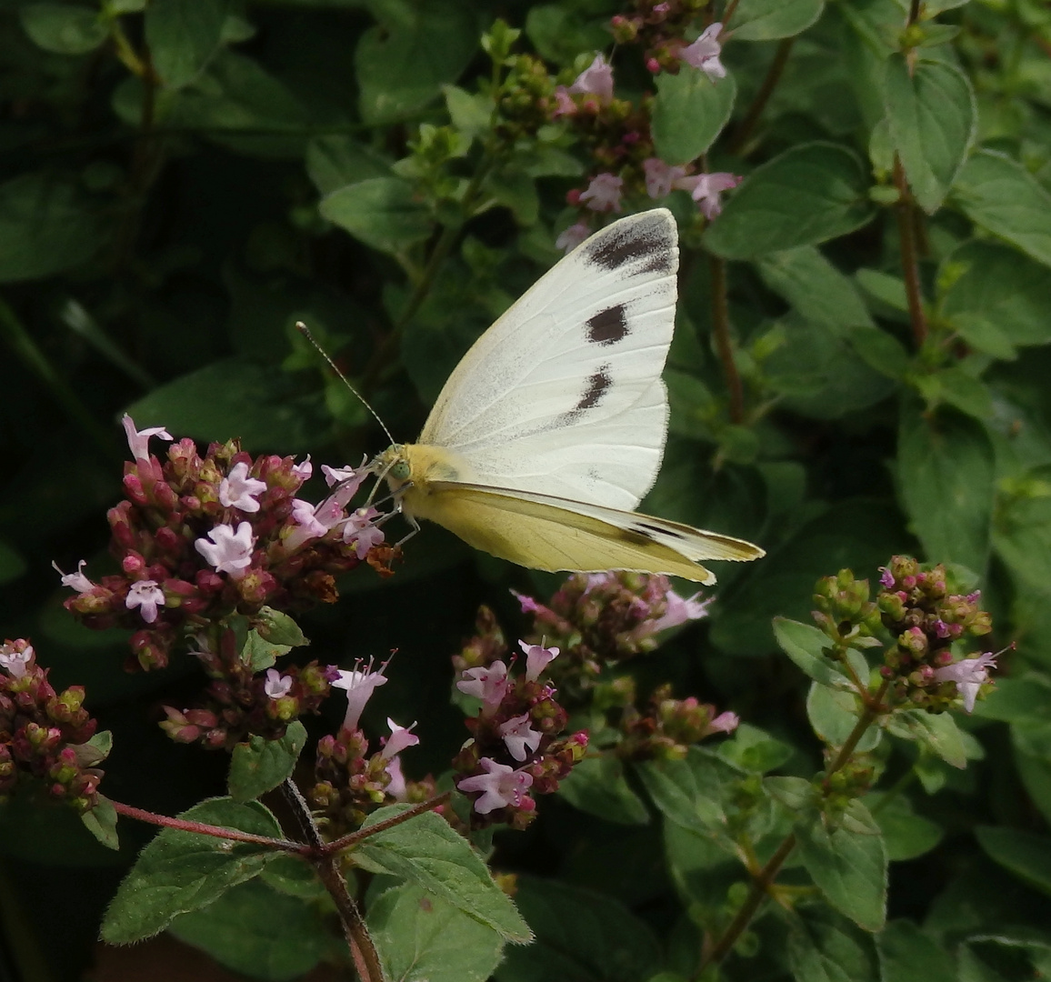 Karstweißling (Pieris mannii) auf Oregano