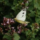 Karstweißling (Pieris mannii) auf Oregano