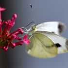 Karstweißling, (Pieris mannii)