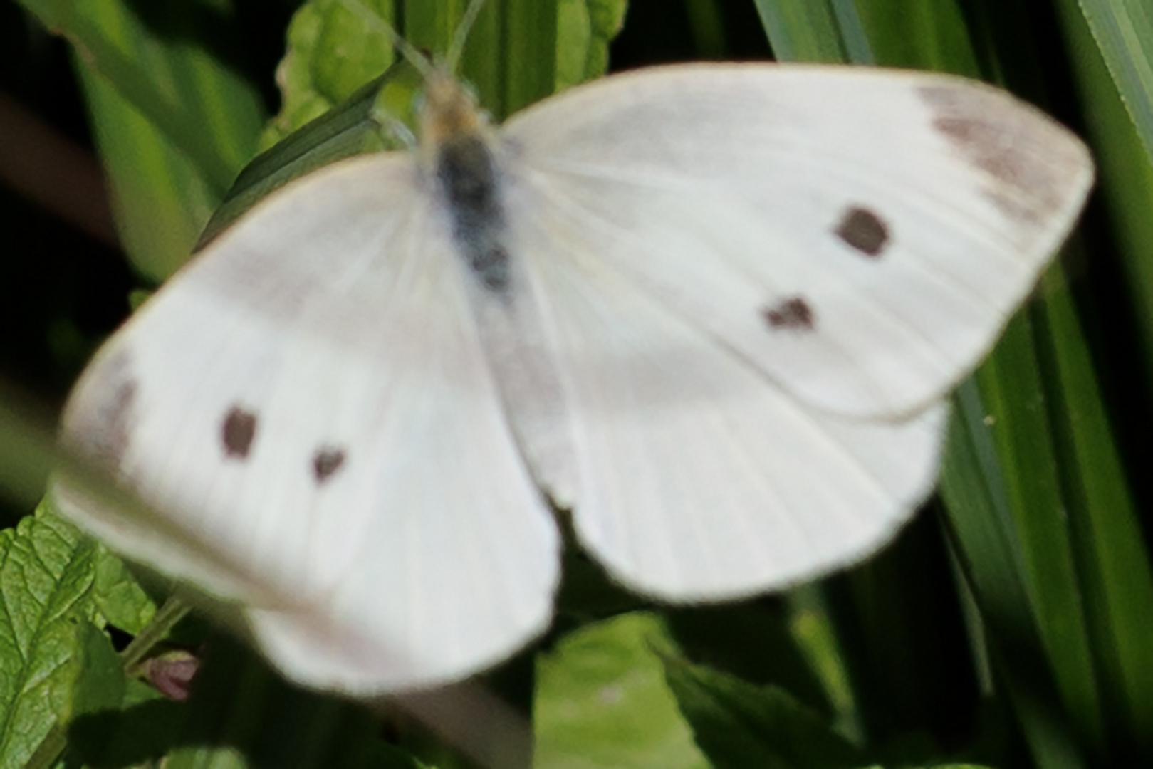 Karstweißling (Pieris mannii)