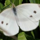 Karstweißling (Pieris mannii)