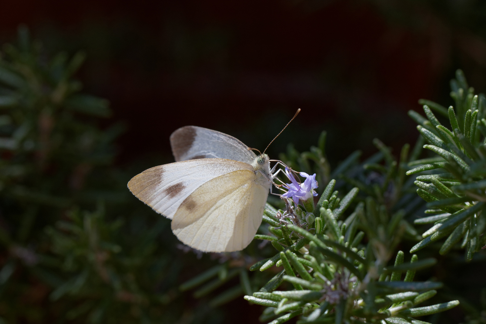 Karstweißling (Pieris mannii)