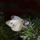 Karstweißling (Pieris mannii)