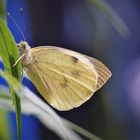 Karstweißling - Pieris mannii  - Serienbild II