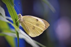 Karstweißling - Pieris mannii  - Serienbild II