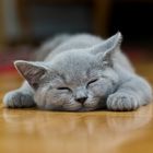 Kartäuser - Katze - Katzenjunges - Kätzchen - Schlafen