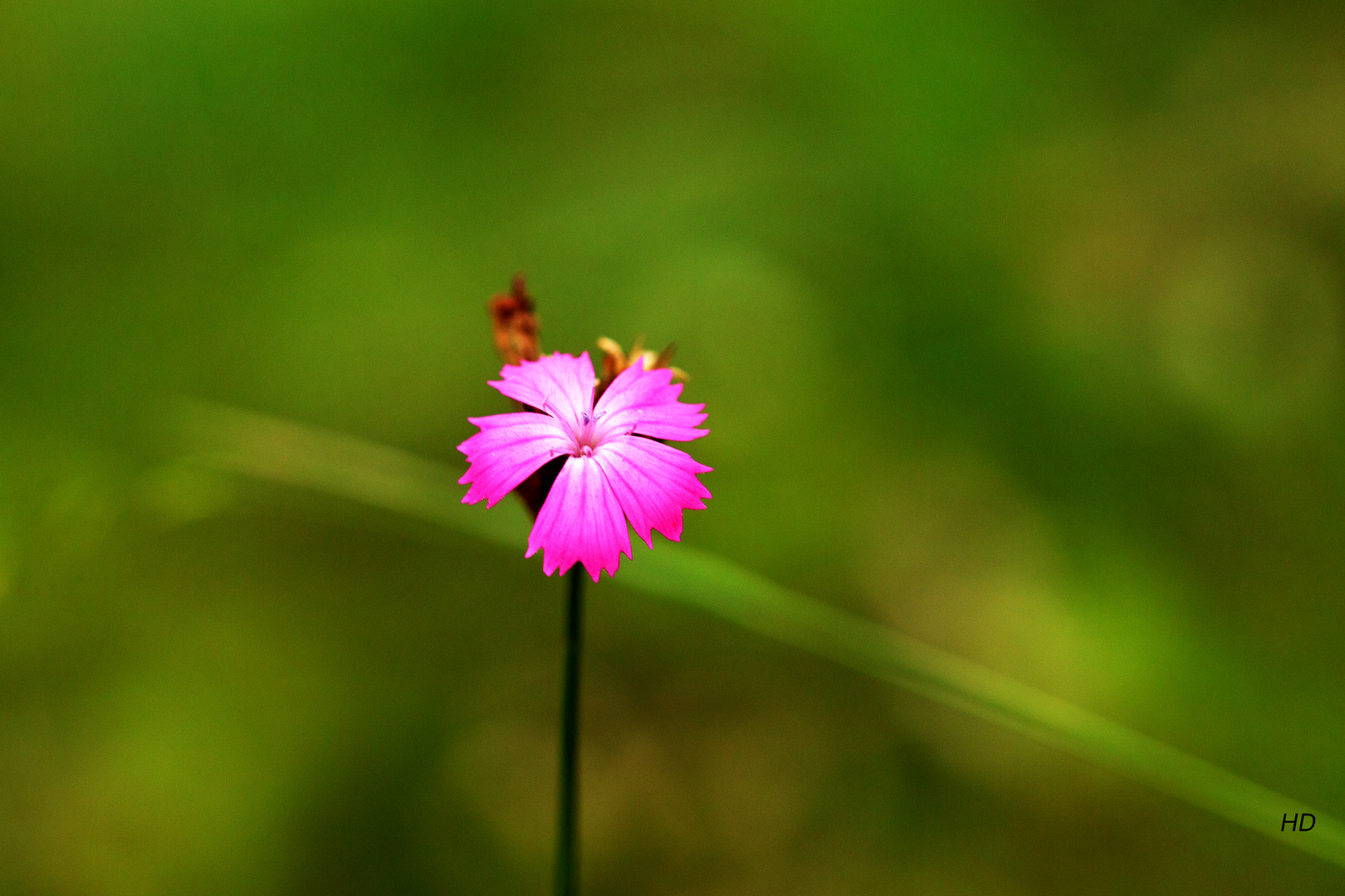 Kartäuser-Nelke (Dianthus carthusianorum)