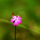 Kartäuser-Nelke (Dianthus carthusianorum)