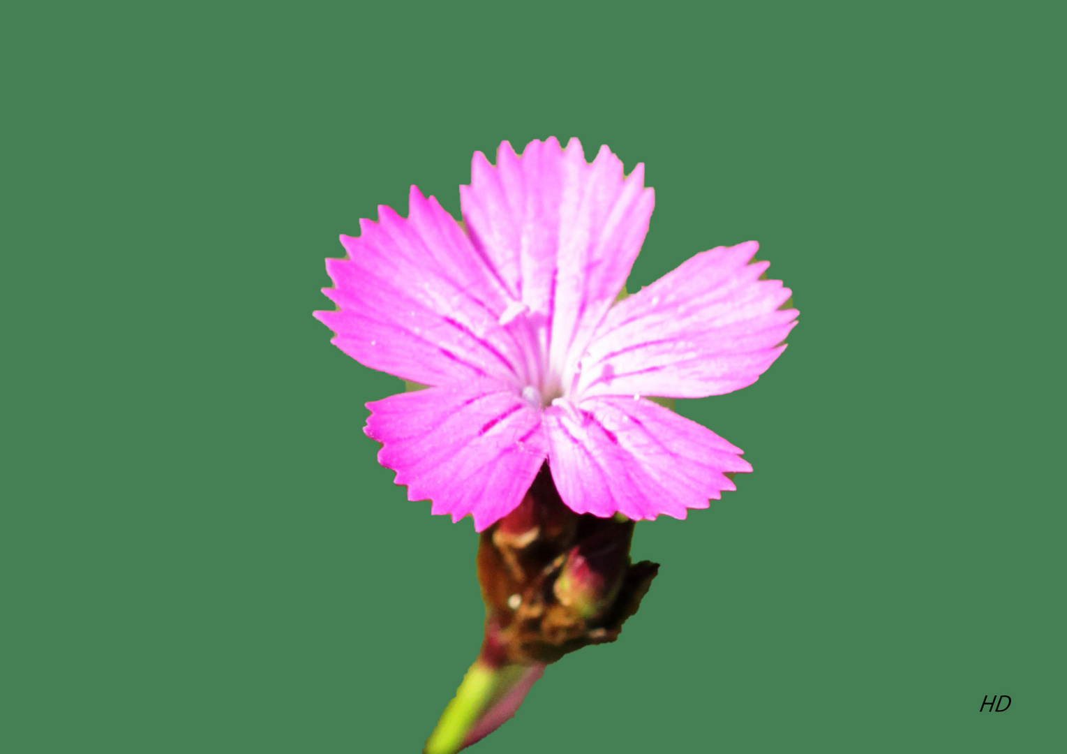 Kartäusernelke (Dianthus carthusianorum)