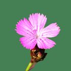 Kartäusernelke (Dianthus carthusianorum)