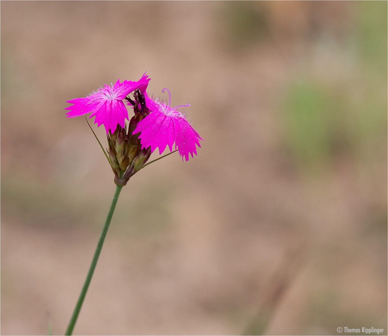 Kartäusernelke (Dianthus carthusianorum).