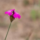 Kartäusernelke (Dianthus carthusianorum).