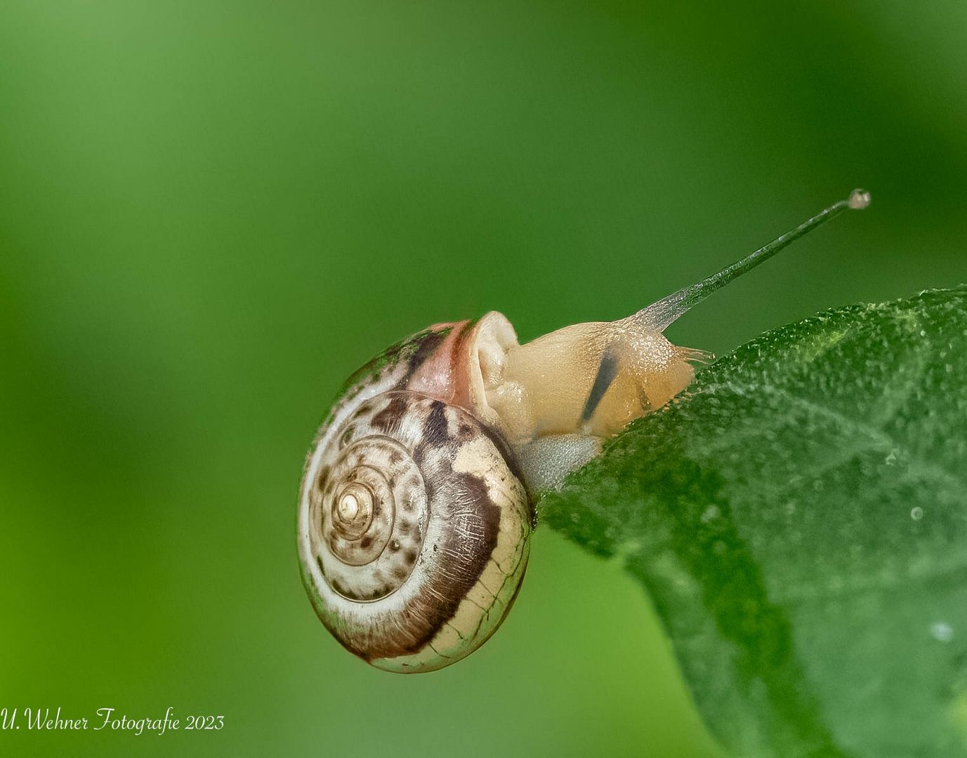 Kartäuserschnecke (Monacha cartusiana)