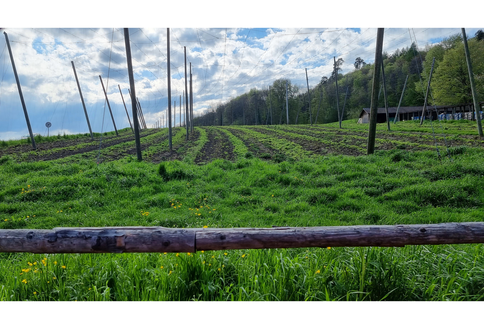 Kartause Ittingen, Hopfengarten