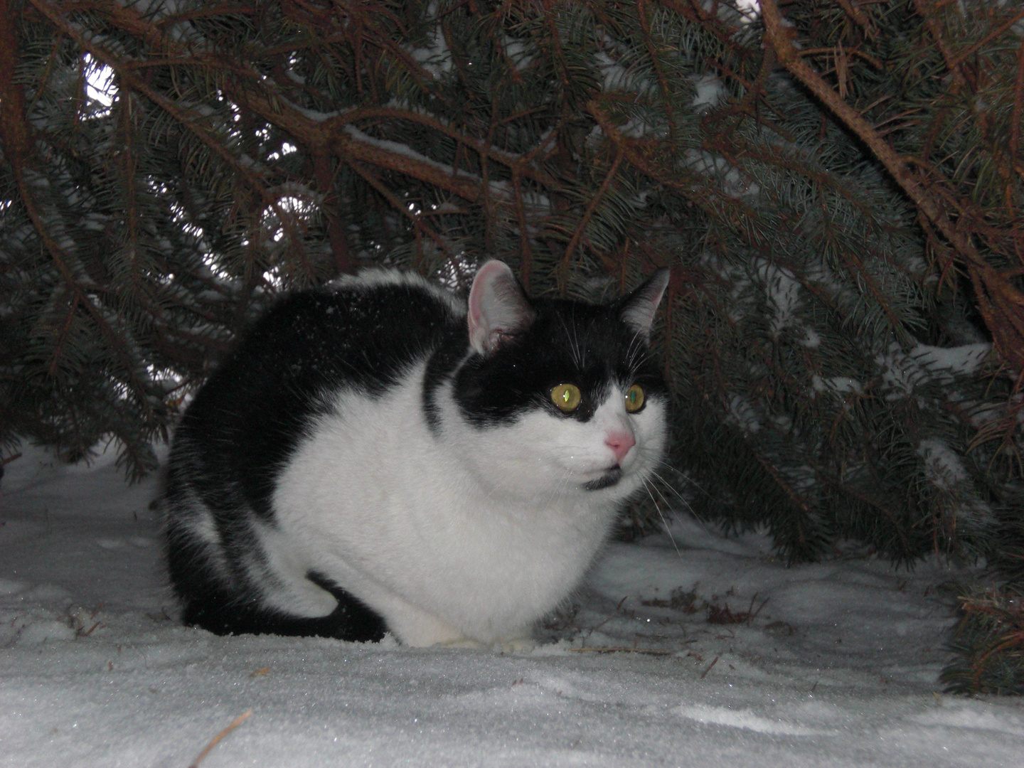 Karter Max in hohen Schnee