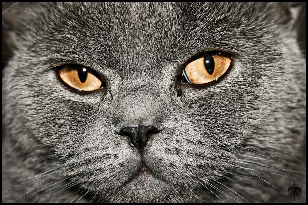 Karthäuser Foto & Bild tiere, haustiere, katzen Bilder auf