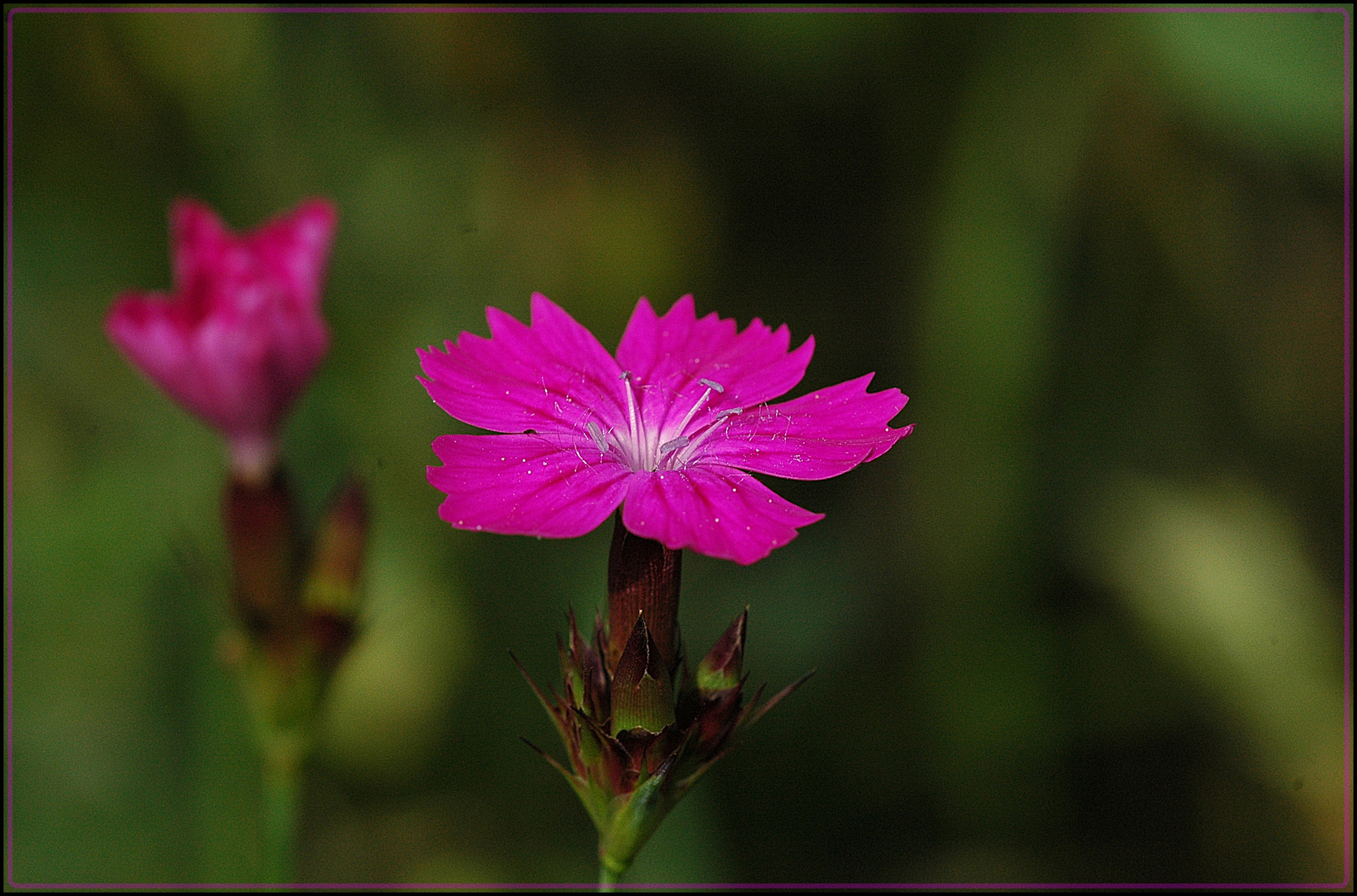 Karthäuser-Nelke (Dianthus carthusianorum)