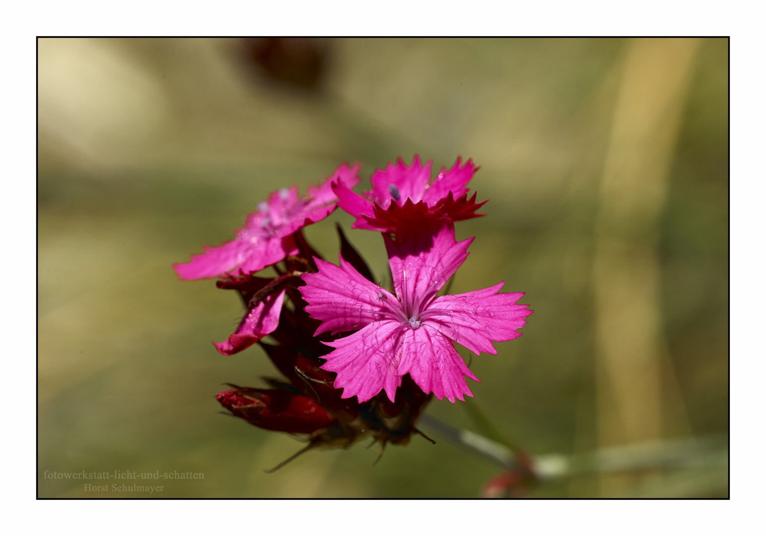 Karthäuser-Nelke - Dianthus carthusianorum