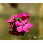 Karthäuser-Nelke - Dianthus carthusianorum