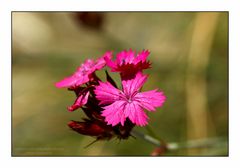 Karthäuser-Nelke - Dianthus carthusianorum