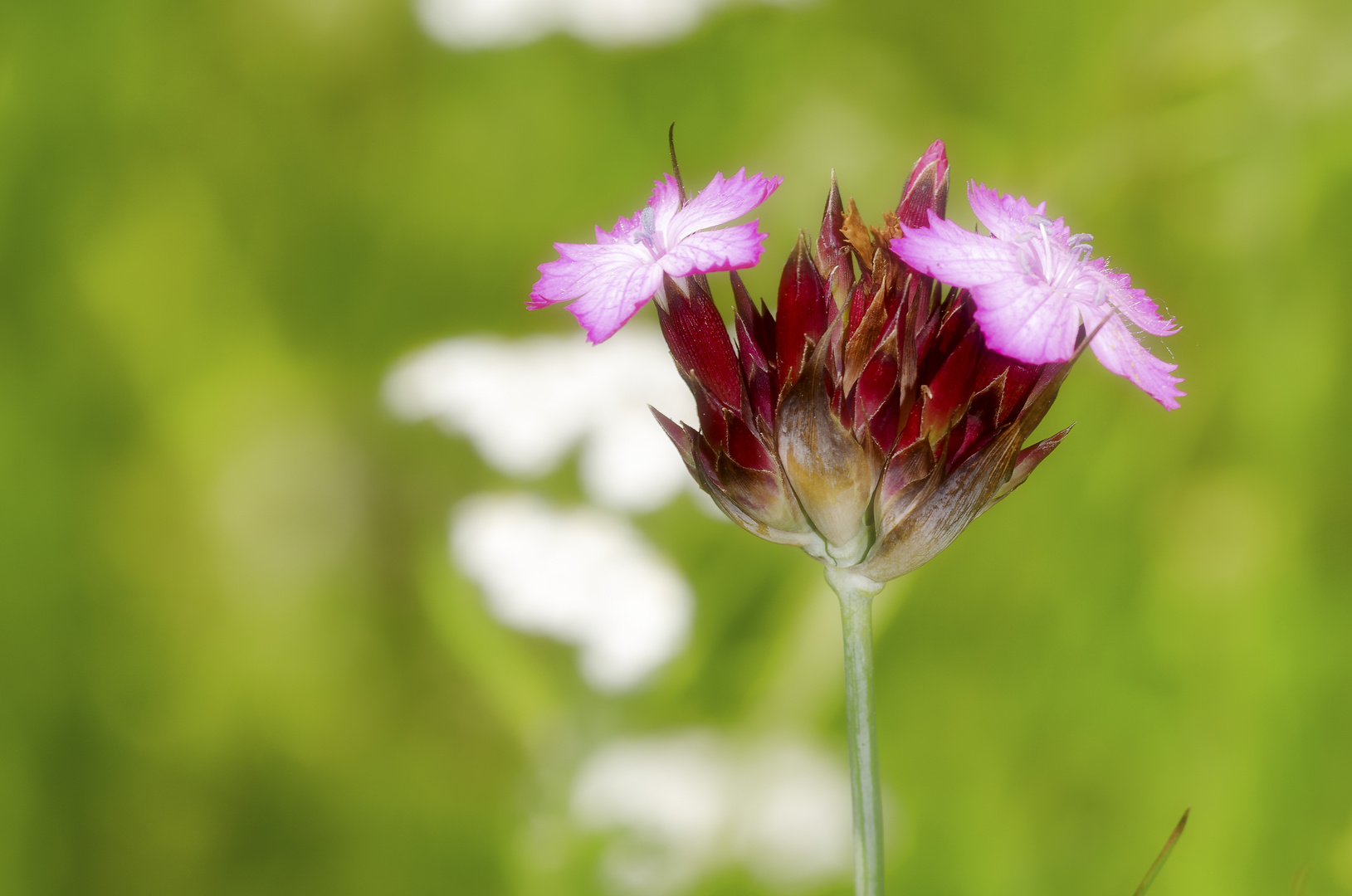 Karthäuser-Nelke (Dianthus carthusianorum)