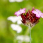 Karthäuser-Nelke (Dianthus carthusianorum)