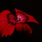 Karthäusernelke (Dianthus carthusianorum)