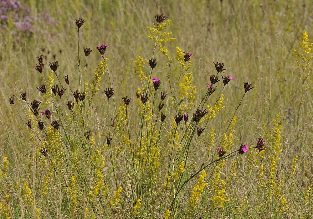 Karthäusernelken – Wiese