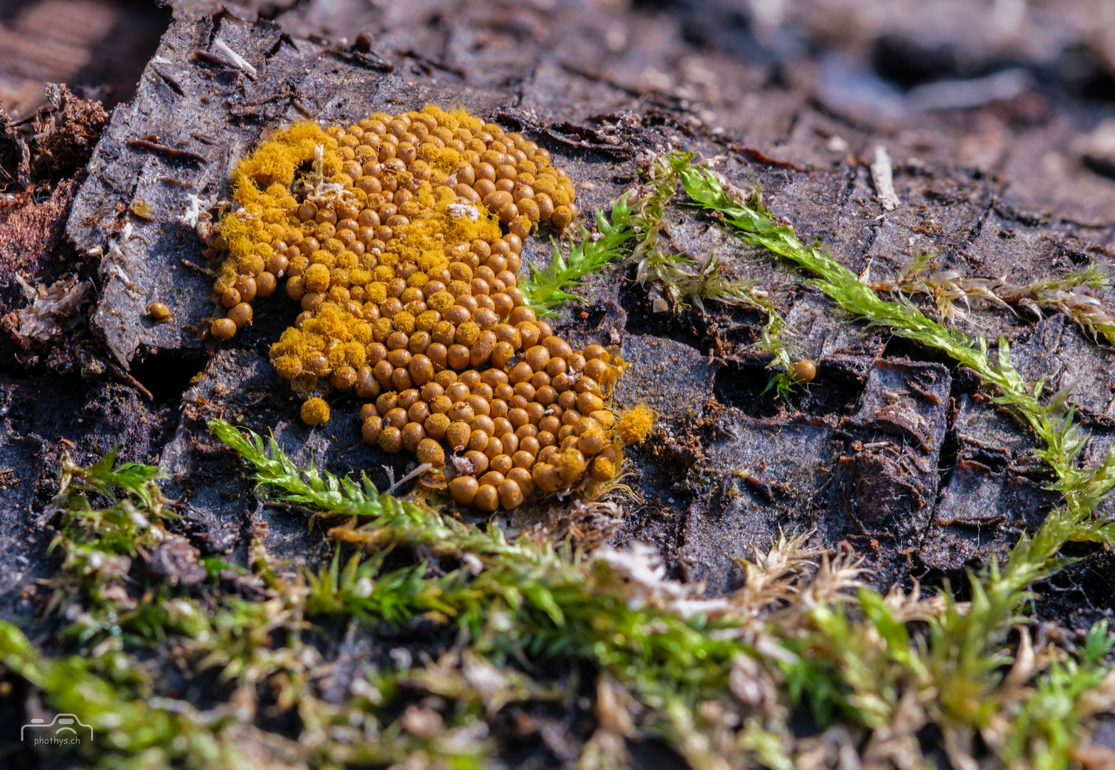Kartoffel Foto &amp; Bild | pflanzen, pilze &amp; flechten, pilze &amp; flechten ...