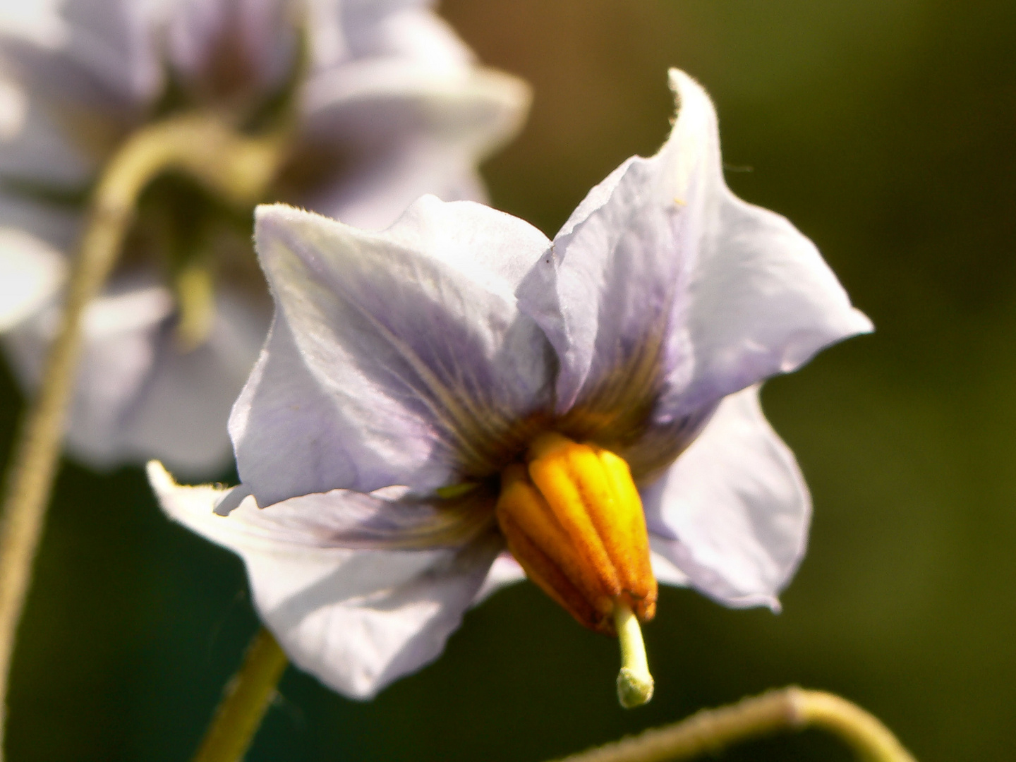 Kartoffel in voller Blüte